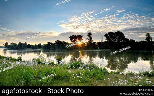 Morning glow with sunbeams on the Old Rhine with valerian (Valeriana officinalis) and deciduous trees, Xanten, Lower Rhine, North Rhine-Westphalia, Germany