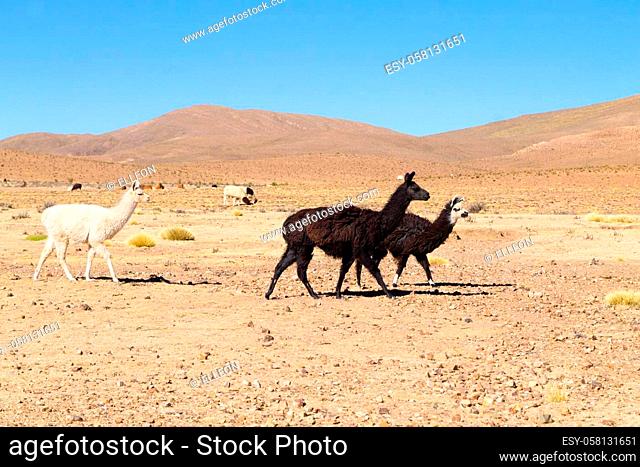 Bolivian llama breeding on Andean plateau, Bolivia