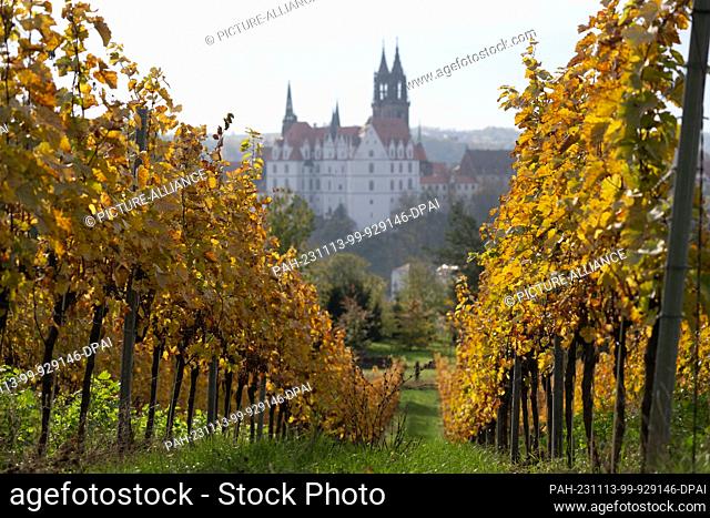 13 November 2023, Saxony, Meißen: View over a vineyard to Albrechtsburg Castle and the cathedral. Photo: Sebastian Kahnert/dpa