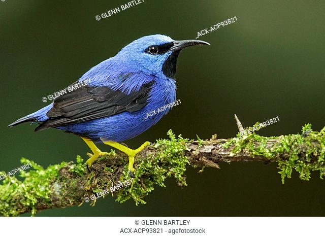 Shining Honeycreeper (Cyanerpes lucidus) perched on a branch in Costa Rica