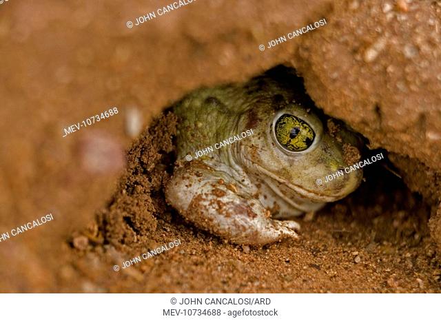 CouchÕs Spadefoot - Burrowing by backing into the ground by pushing dirt with their spades while rotating the body (Scaphiopus couchii)