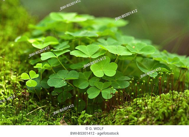 common wood sorrel, wood-sorrel, Irish shamrock (Oxalis acetosella), on forest ground with moss, Germany, Brandenburg