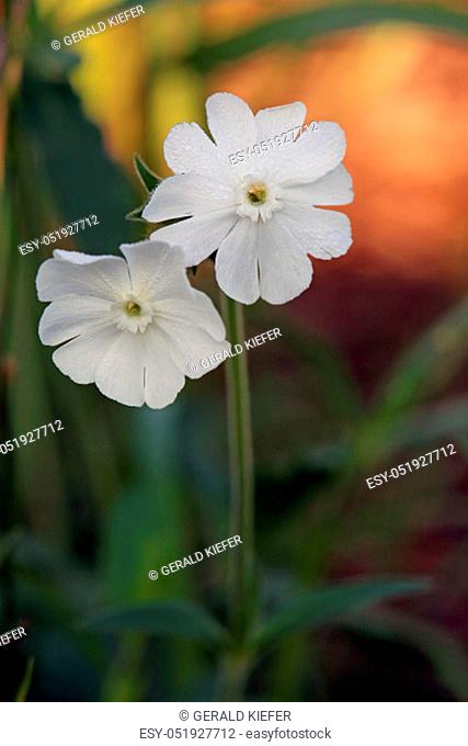 Flowers of the White Light Clove Silene latifolia