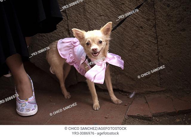 A dog dressed in a pink dress attends the Blessing of the
