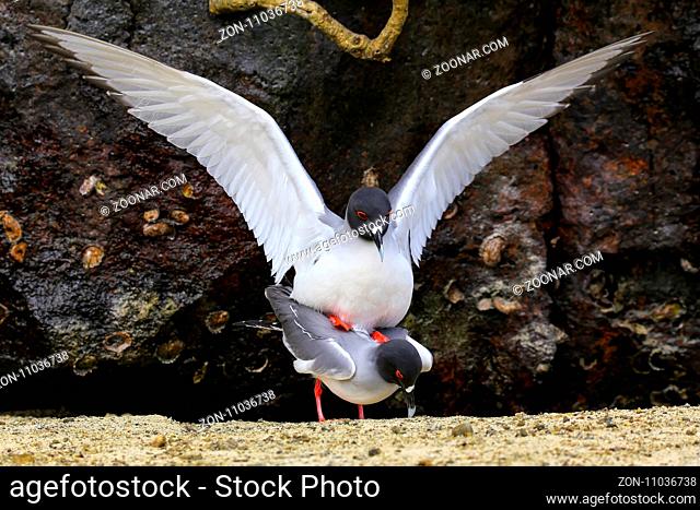 Swallow-tailed Gulls (Larus furcatus) mating on Genovesa island, Galapagos National Park, Ecuador
