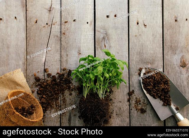 Gardening concept. Eco pot with green plant, shovel, dirt on wooden background. Garden hobby. High quality photo
