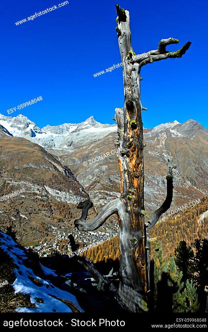 Toter Baum über dem Mattertal mit dem Ort Zermatt, hinten die Gipfel Ober Gabelhorn, Wellenkuppe und Zinalrothorn, Zermatt, Wallis