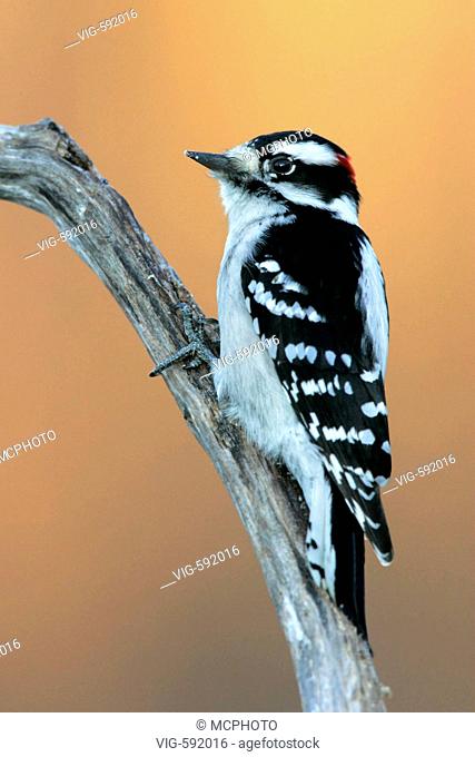 Tiere, Voegel, Vogel, Specht, Woodpecker, Downy Woodpecker, Picoides pubescens, Michigan, USA, - Michigan, USA, 21/12/2005