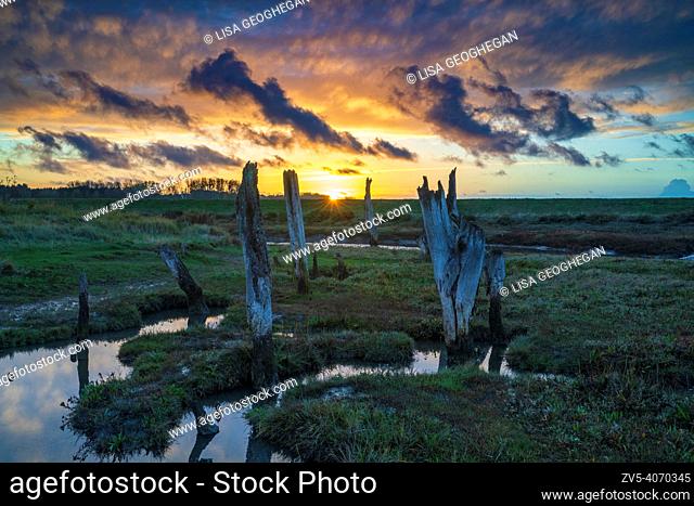 The remains of old wooden posts in marshland, at sunset, Thornham salt marshes, North Norfolk Coast, England, UK