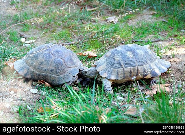 The two turtles looked at each other in the park