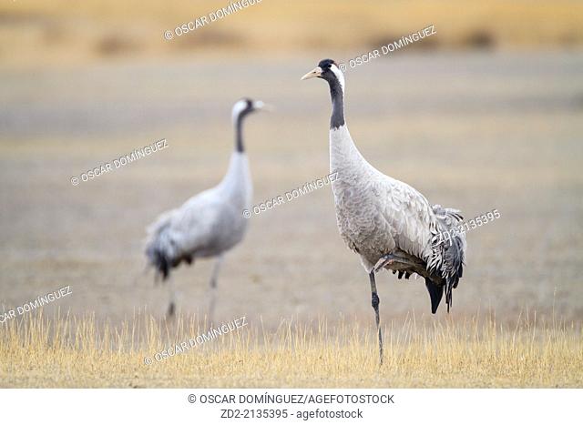 Two Eurasian / Common Crane (Grus grus), one standing on one leg. Gallocanta lagoon. Zaragoza province. Aragon. Spain