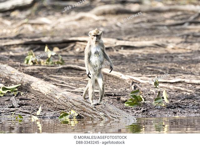 Asia, Indonesia, Borneo, Tanjung Puting National Park, Crab-eating macaque or long-tailed macaque (Macaca fascicularis), near by the water