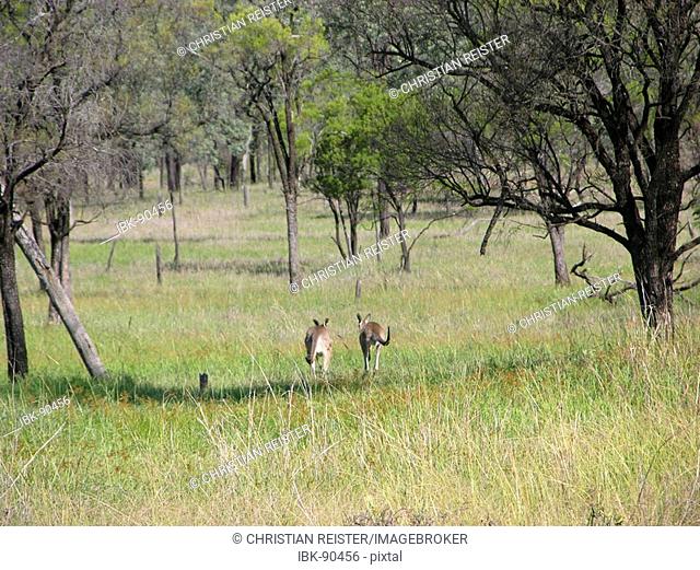 Two Kangaroos jumping away in the Australien velt, Queensland, Australia