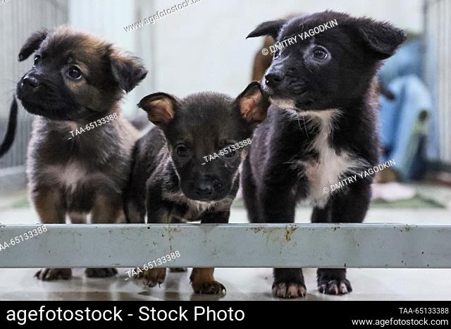 RUSSIA, DONETSK - NOVEMBER 24, 2023: Puppies are seen at an animal shelter. Dmitry Yagodkin/TASS