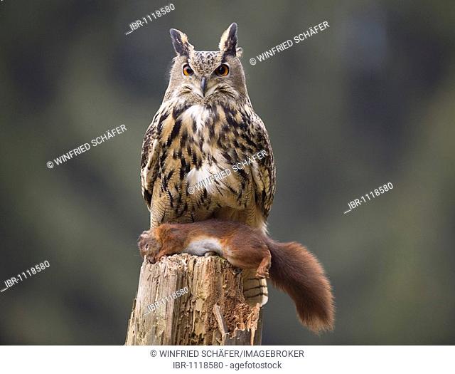 Eurasian eagle owl (Bubo Bubo) with squirrel, Rhineland-Palatine, Germany