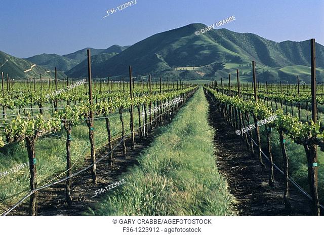 Vineyards in spring below the Sierra de Salinas, near Soledad, Monterey County, California