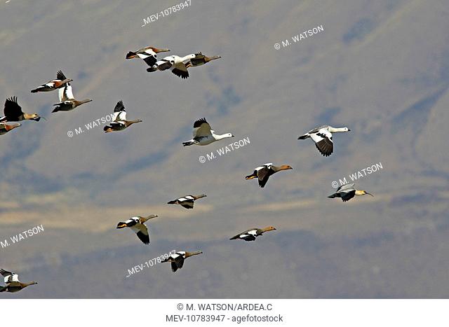 Magellan Goose or Upland Goose - flock in flight. (Chloephaga picta)