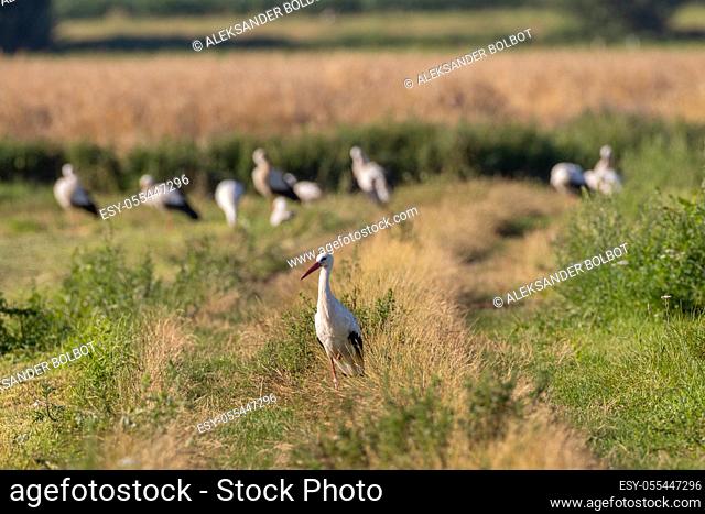 Group of White Stork in meadow with single one in front, Podlaskie Voivodeship, Poland, Europe