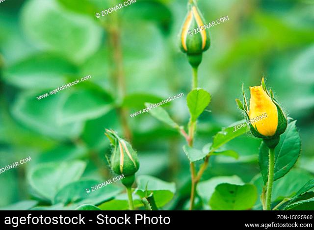 Young yellow rose buds on a green blurred background of bushes. Selective focus macro shot with shallow depth of field