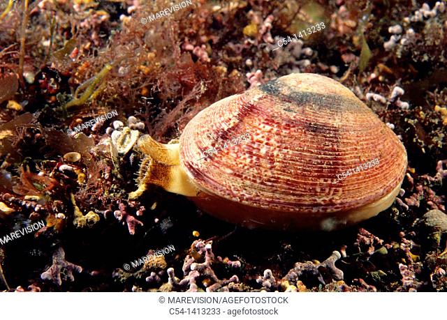 Venus clam, Banded carpet shell (Venerupis rhomboideus), Eastern Atlantic, Galicia, Spain