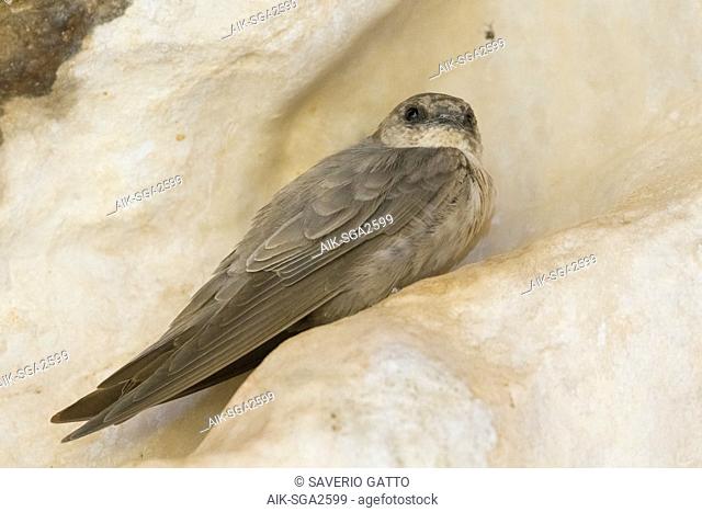 Pale Crag Martin (Ptyonoprogne obsoleta arabica), individual perched on a rock on Oman