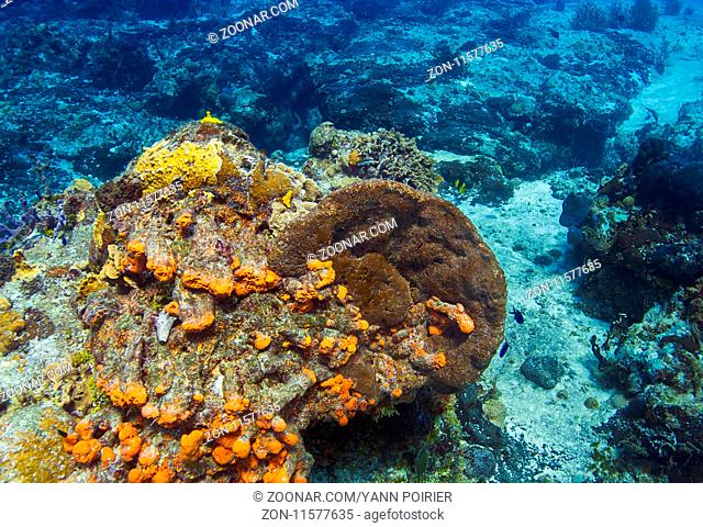 bright coral reef with fish