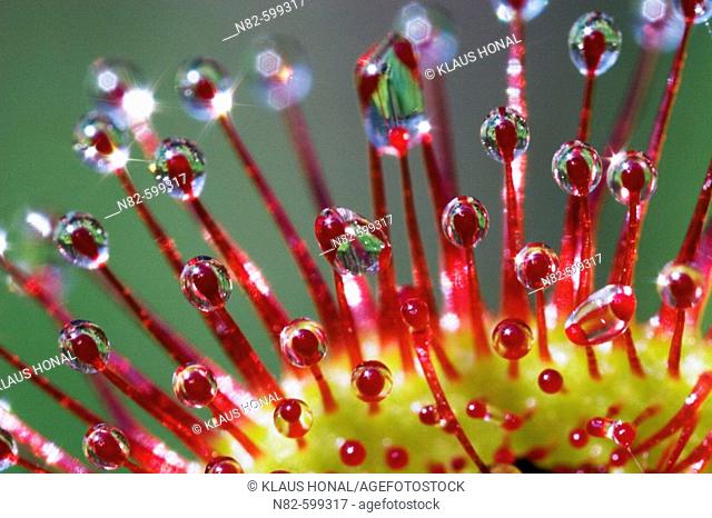 Tentacles of Roundleaved Sundew (Drosera rotundifolia) close-up - Carnivorous plant