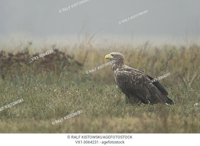 White tailed Eagle / Sea Eagle ( Haliaeetus albicilla ), adult bird in dull weather, sitting on grassland, watching around attentive, wildlife, Europe