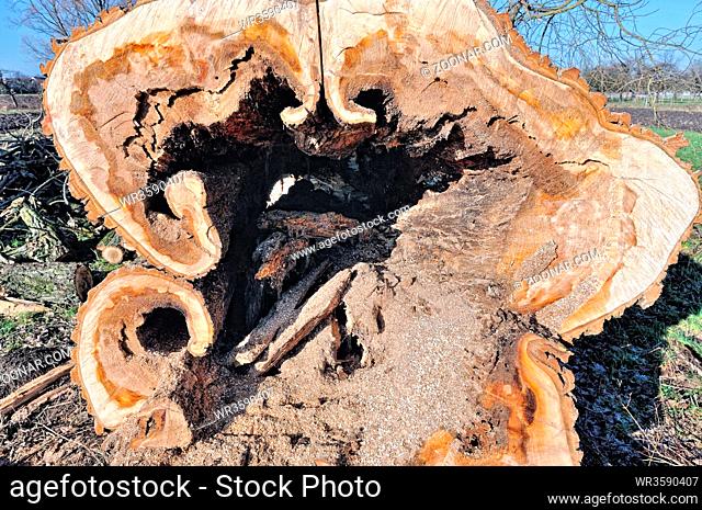 hohler alter Pappelbaumstamm, hollow old poplar tree trunk