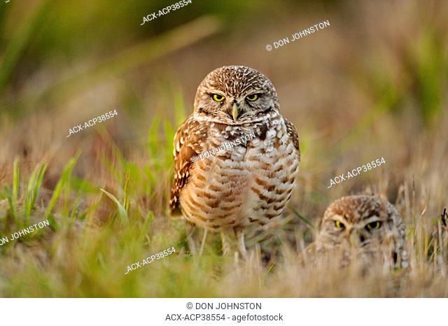 Burrowing owl Athene cunicularia Adults near nest in residential area