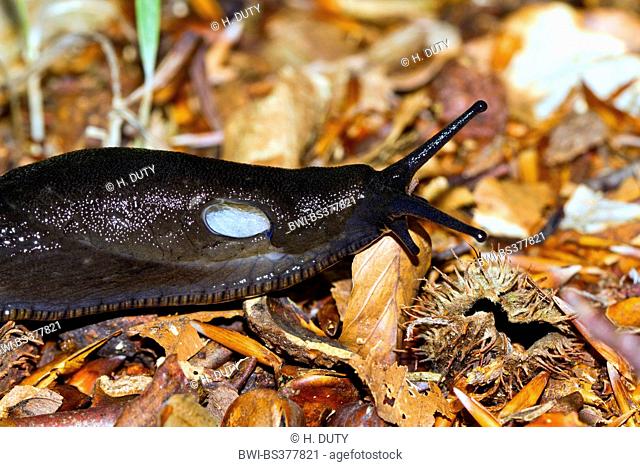 large black slug, greater black slug, black arion, black snail (Scotland) (Arion ater), on forest ground, half-length portrait, Germany