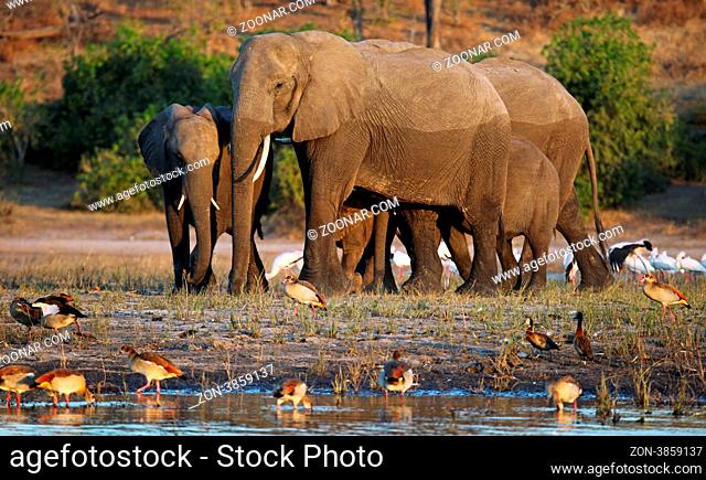 Elefanten am Ufer des Chobe, Botswana; Loxodonta africana; elephants at riverside of Chobe, Botsuana