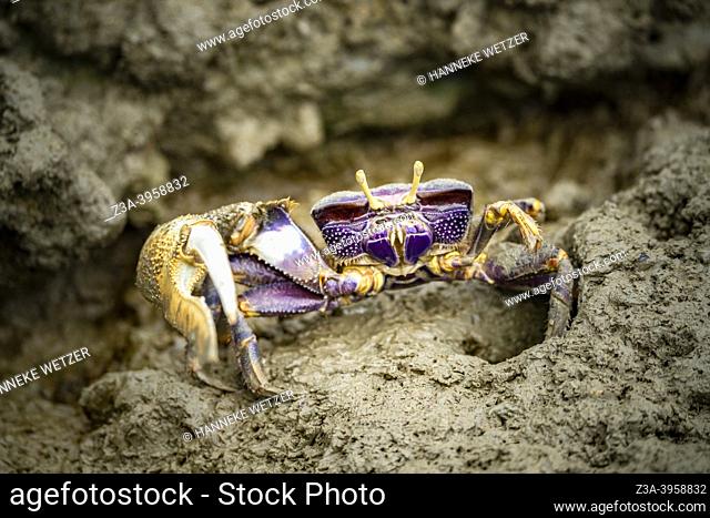 Arnhem, Gelderland, The Netherlands: fiddler crab (Uca tangeri en Uca sp. ) in the sand in Burgers' Zoo