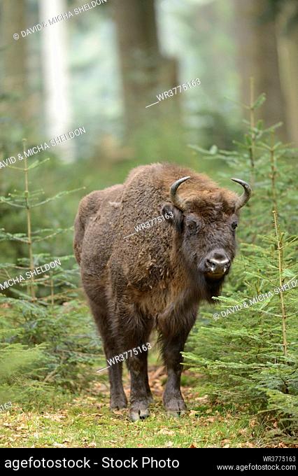 European bison in Bavarian Forest National Park, Germany