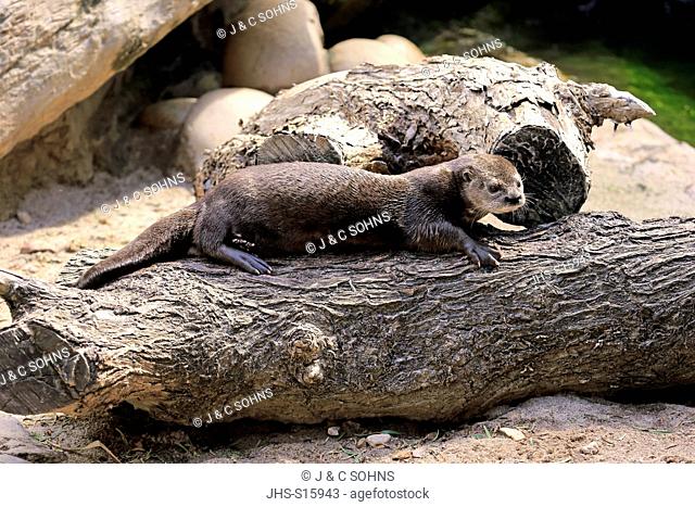 Spotted Necked Otter, (Lutra maculicollis), adult ashore, Eastern Cape, South Africa, Africa