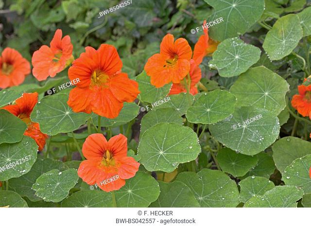 Indian cress, common nasturtium, garden nasturtium (Tropaeolum majus), blooming