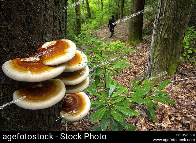 Ganoderma species of polypore fungi growing on tree bark - North Slope Trail, Pisgah National Forest, Brevard, North Carolina, USA