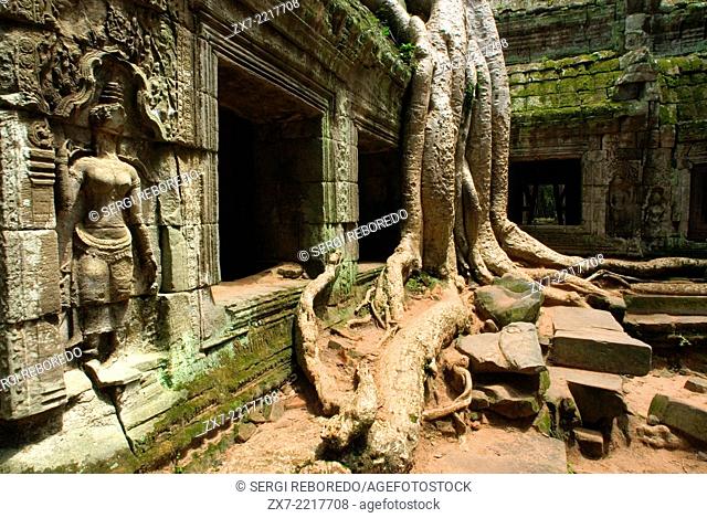 Ta Prohm Temple. Ta Prohm's state of ruin is a state of beauty, which is investigated with delight and left with regret
