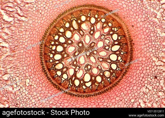 Monocot root cross section showing parenchyma, endodermis, perycicle, phloem and xylem. Philodendron root photomicrograph