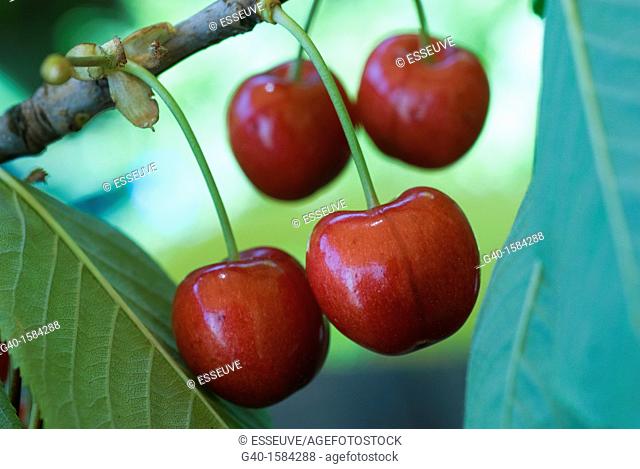 Cherries (Prunus)