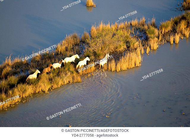 Aerial view picture. Horses in the Albufera Natural Park, Alcudia, Mallorca, Balearic Island, Spain