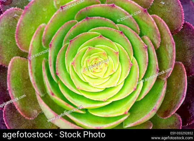 succulent plant closeup, natural structured textures