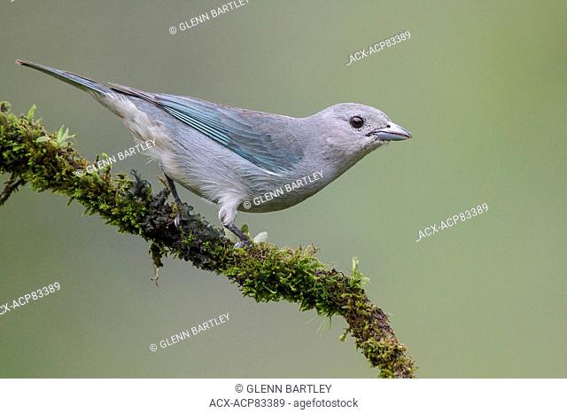 Sayaca Tanager (Thraupis sayaca) perched on a branch in the Atlantic rainforest of southeast Brazil
