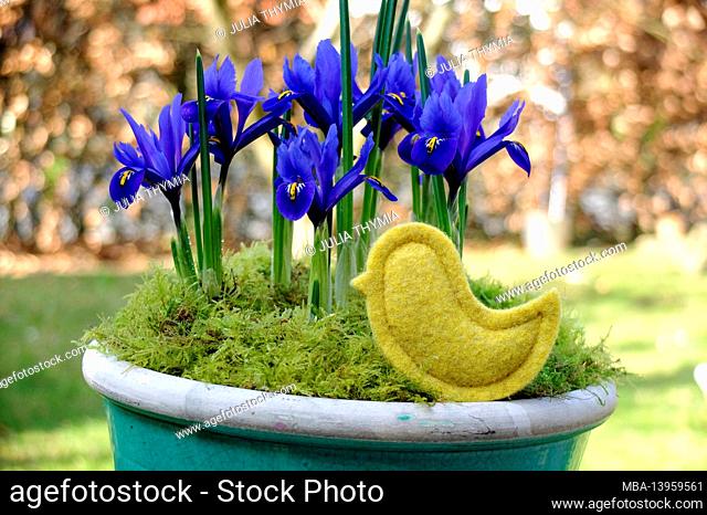 Mini-Iris (Iris reticulata Harmony) in a pot and decoration