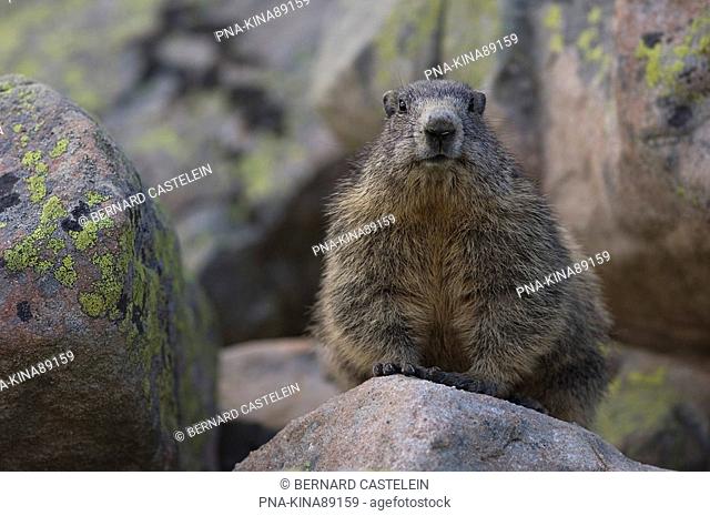 Alpine Marmot Marmota marmota - Alps, Hautes-Alpes, Provence-Alpes-Côte d’Azur, France, Europe