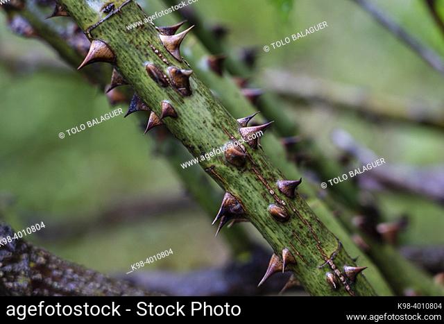 rosebush spines, Astau valley, Luchon, Pyrenean mountain range, France