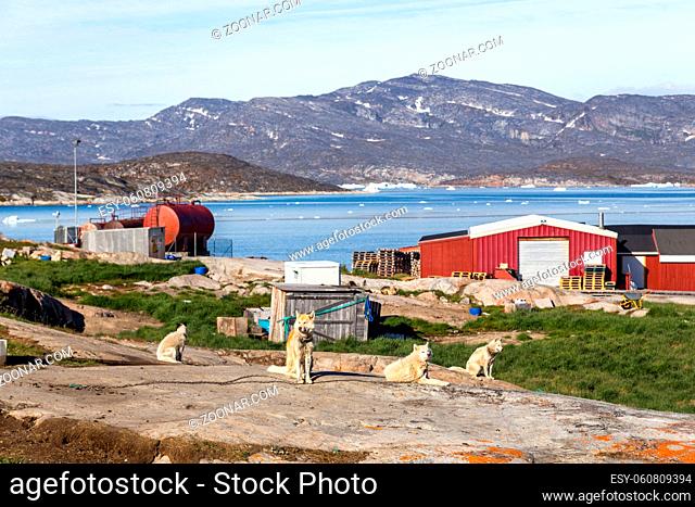 Ilulissat, Greenland - July 8, 2018: Group of chained sled dogs. Rodebay, also known as Oqaatsut is a fishing settlement north of Ilulissat