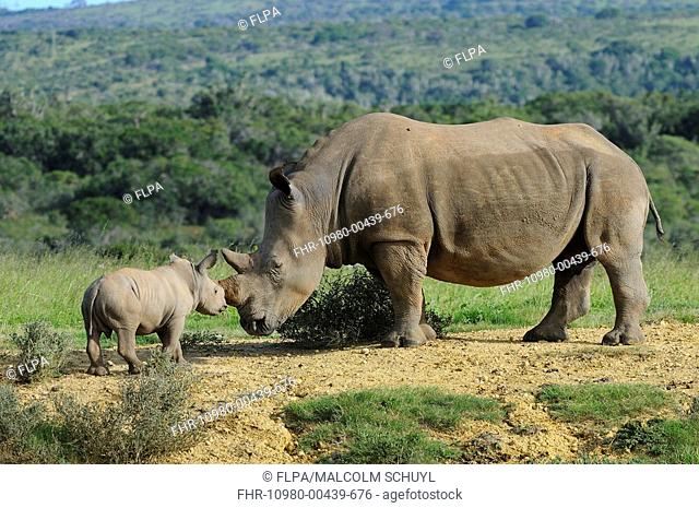 White Rhinoceros Ceratotherium simum adult female with calf, standing together, Eastern Cape, South Africa