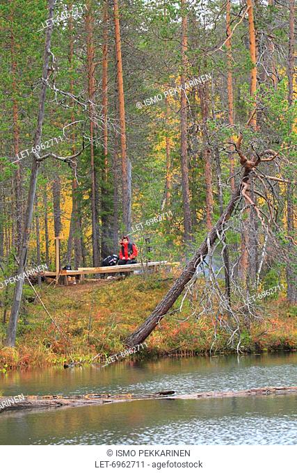 A hiker when forest glowing with autumn tints at the canyon hiking trail in the Oulanka National Park in Lapland