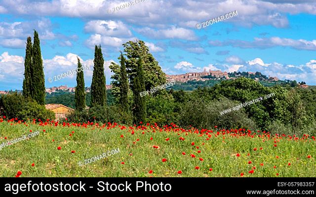 View across a Poppy Field near Montepulciano